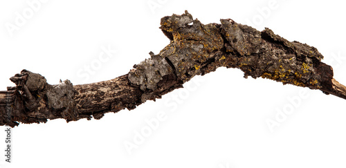 Dry branch of a tree on an isolated white background with cracked bark and patina. Wooden bark
