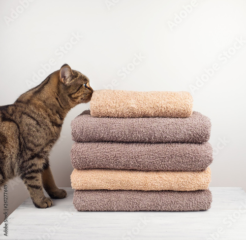 Cat sniffs fresh towels folded on the table.