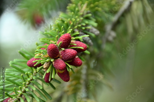 abies cilicica,toros göknarı