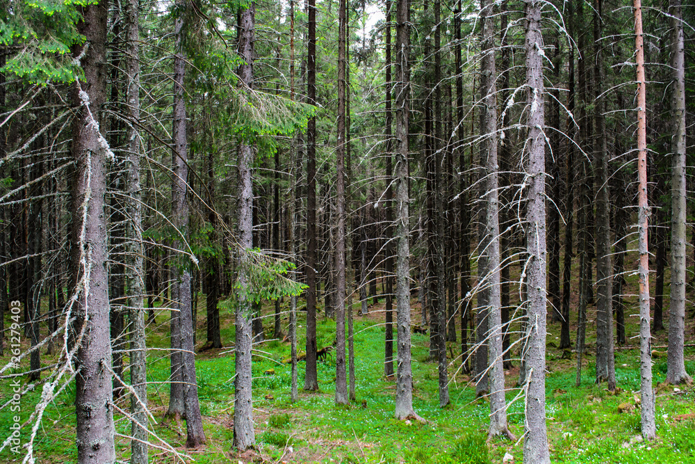 tall firs and pines in a mysterious forest