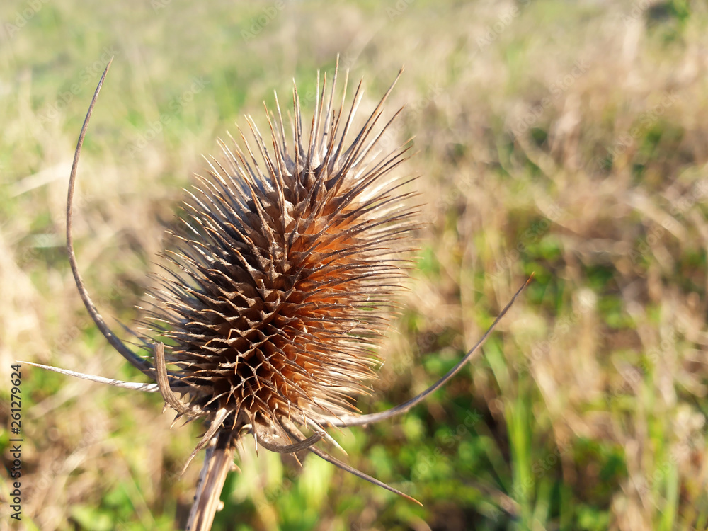 Dry Bud ( flower ) Dipsacus on the background of the field. Dry Bud ( flower ) Dipsacus on the background of the field.