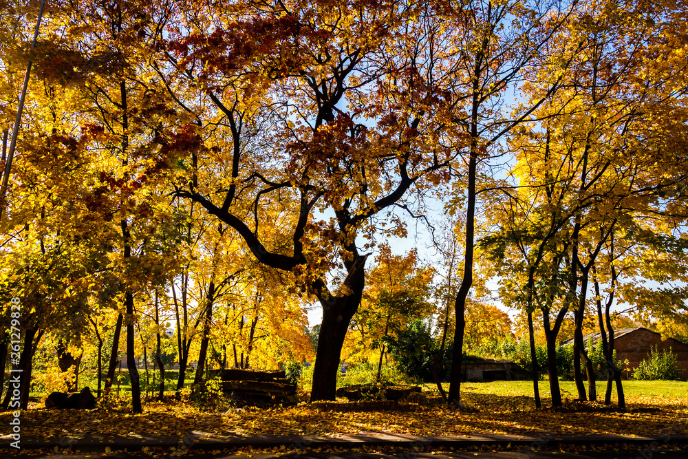 Fototapeta premium Beautiful autumn trees