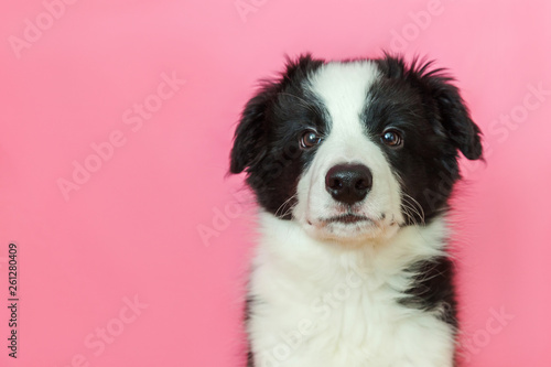 Funny studio portrait of cute smilling puppy dog border collie isolated on pink pastel background. New lovely member of family little dog gazing and waiting for reward. Pet care and animals concept © Юлия Завалишина