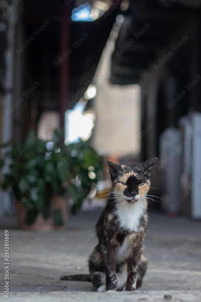 Stray cat, Panama City, Panama.