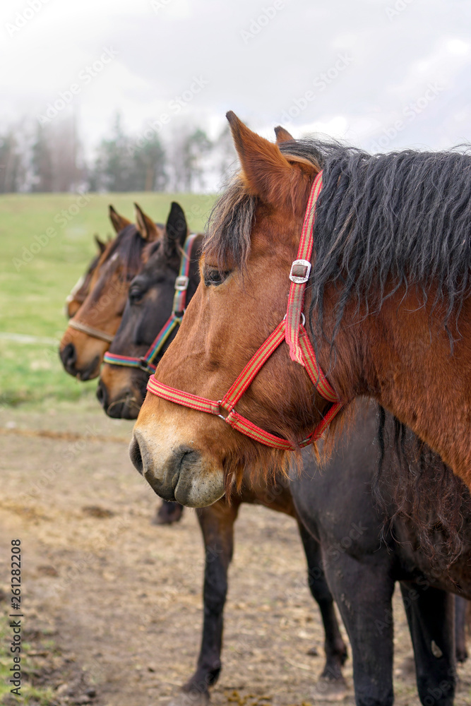 Obraz premium Horses heads in row on a meadow. 