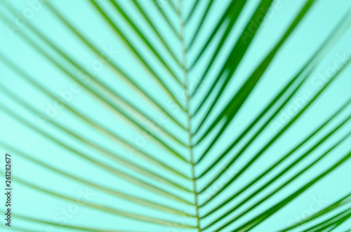 Top view unfocused green leaf branch of palm tree on blue background. Palm leaf texture
