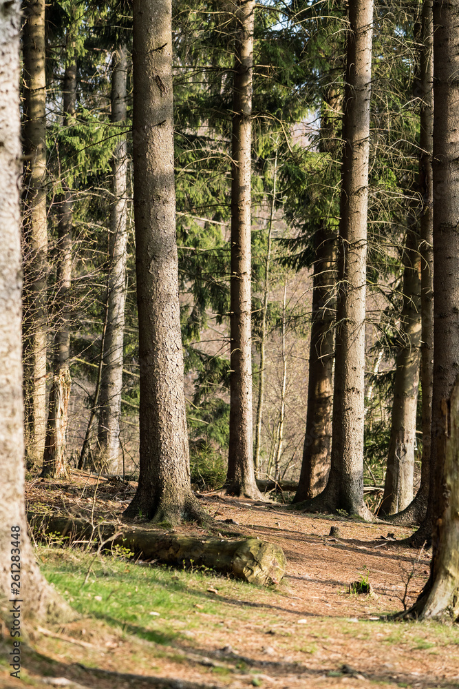 Fototapeta premium Spruce trees in the forest with sun light from the right
