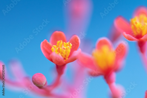 Selective focus colorful blooming flower.Blurred flower on nature background.