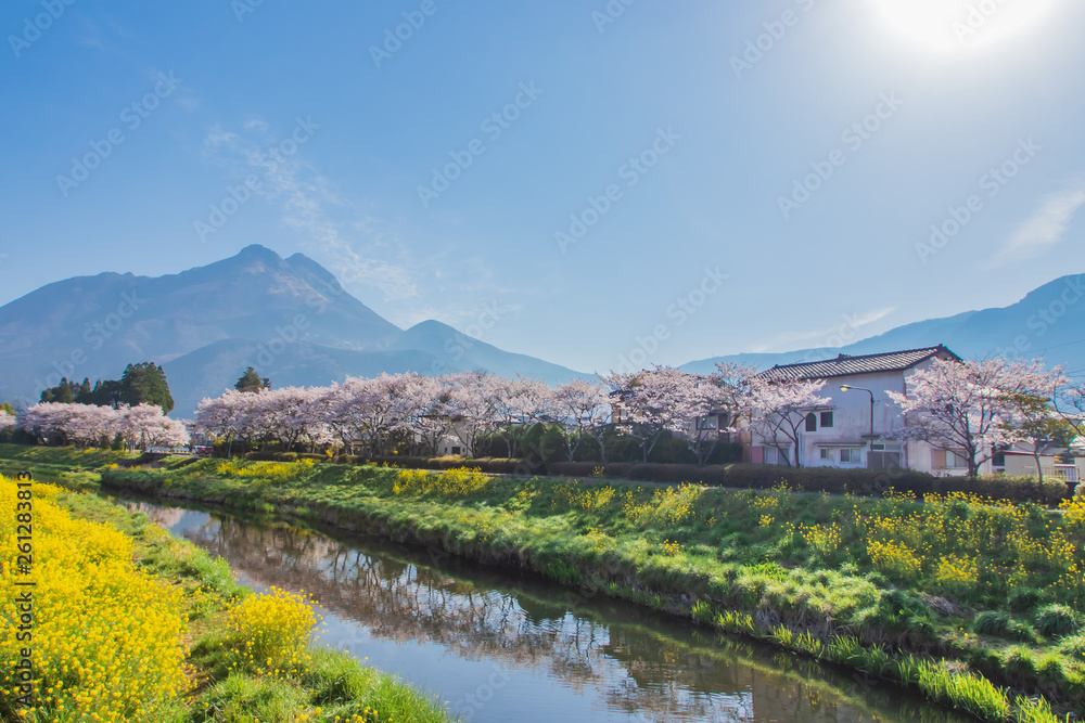 Obraz premium 桜と菜の花と由布岳 cherry blossoms and canola flower and Mt. Yufudake 大分県湯布院 Yufuin