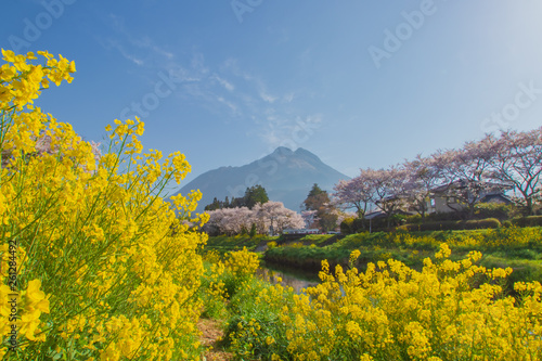                               cherry blossoms and canola flower and Mt. Yufudake                        Yufuin