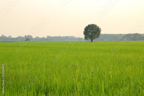 Young rice plant in rice fields and tree