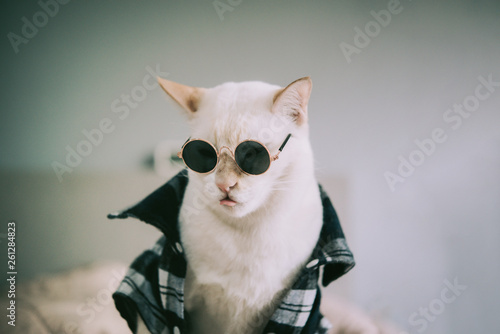 Portrait of White Cat wearing glasses,animal fashion concept. © grooveriderz