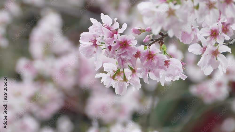 Taipei City,Taiwan - Apr 12,2019 : View point Sakura cherry blossom at Tianyuan temple,The Tianyuan temple is famous for its beautiful scenery and a beautiful spot for cherry blossoms in Taiwan Taipei City,Taiwan - Apr 12,2019 : View point Sakura cherry blossom at Tianyuan temple,The Tianyuan temple is famous for its beautiful scenery and a beautiful spot for cherry blossoms in Taiwan