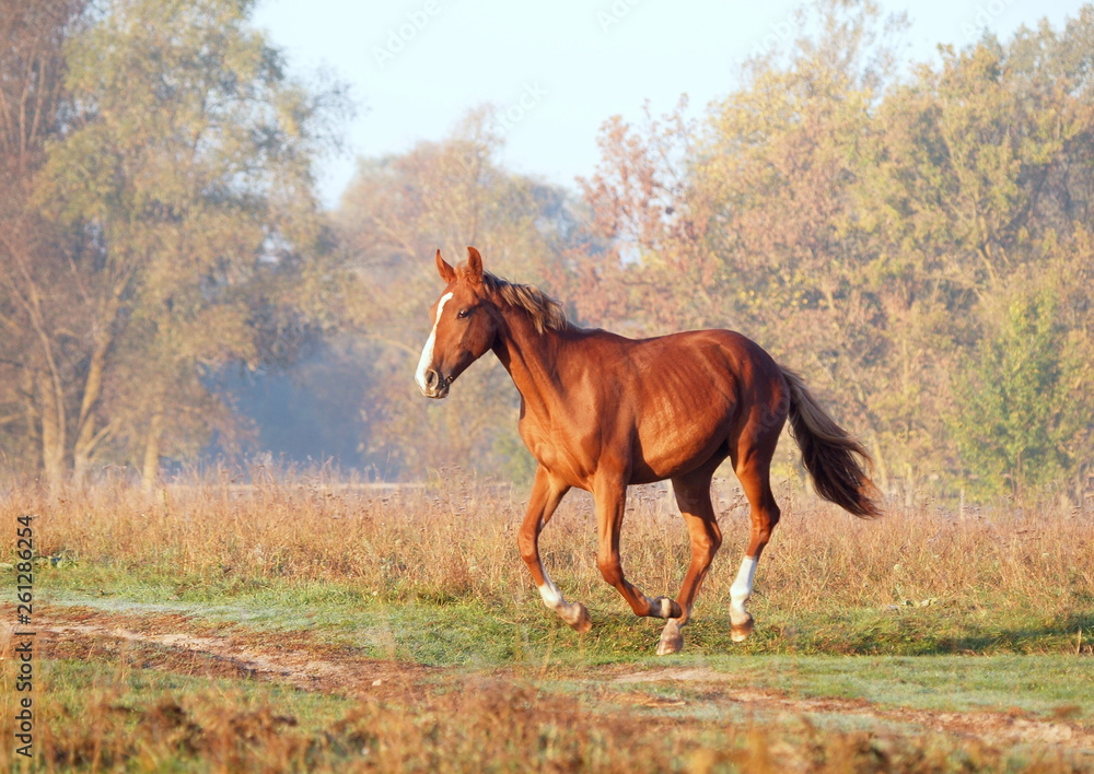 The elegant red mare gallops on a meadow in the foggy autumn morning