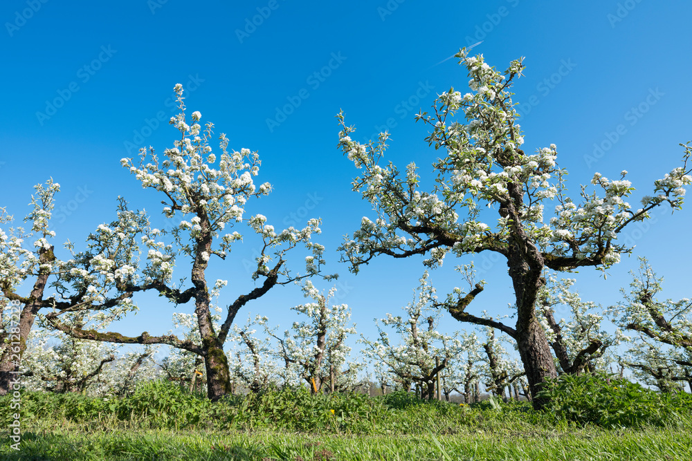pear trees blossom in spring under blue sky in holland pear trees blossom in spring under blue sky in holland