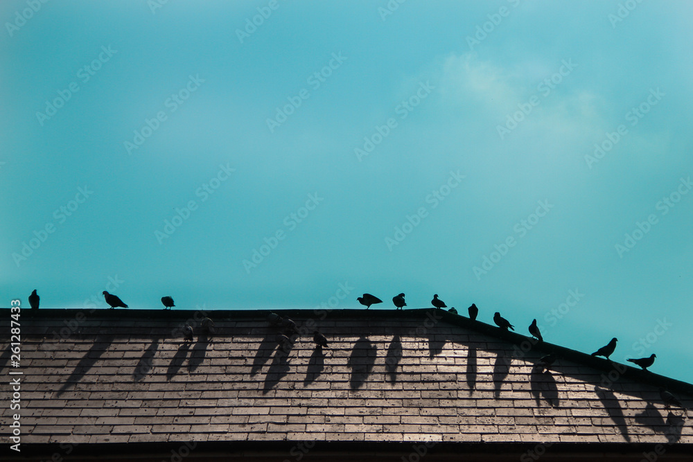 minimal silhouette of birds on the roof  with turquoise sky