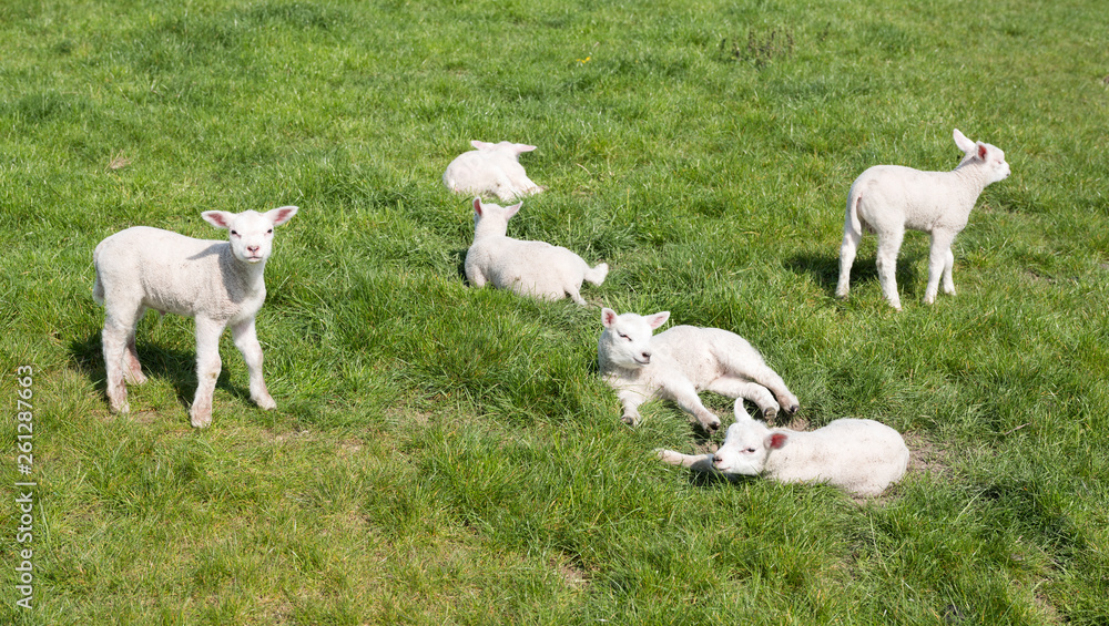 small newborn lambs in green meadow on sunny spring day small newborn lambs in green meadow on sunny spring day