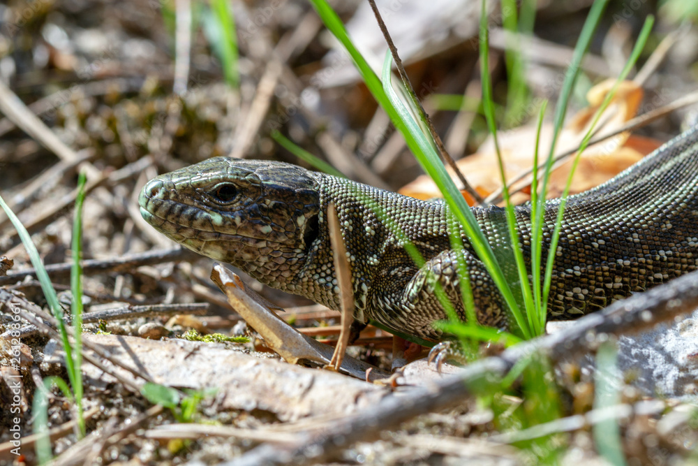 Fototapeta premium Sand lizard (Lacerta agilis) close-up