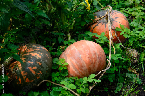 Pumpkin plant. Ripe vegetables marrow growing on bush. Harvesting time. Selective focus