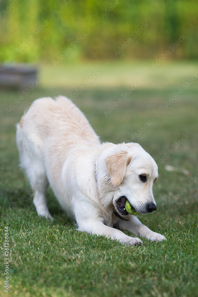 lovely cute golden retriever playing with a ball on green grass lovely cute golden retriever playing with a ball on green grass