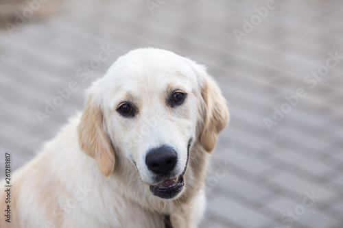 close-up portrait of a golden retriever looking © Tanee