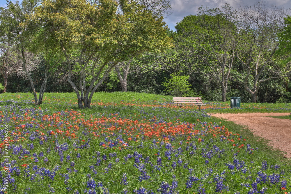 Spring Blubonnets near Waco Texas