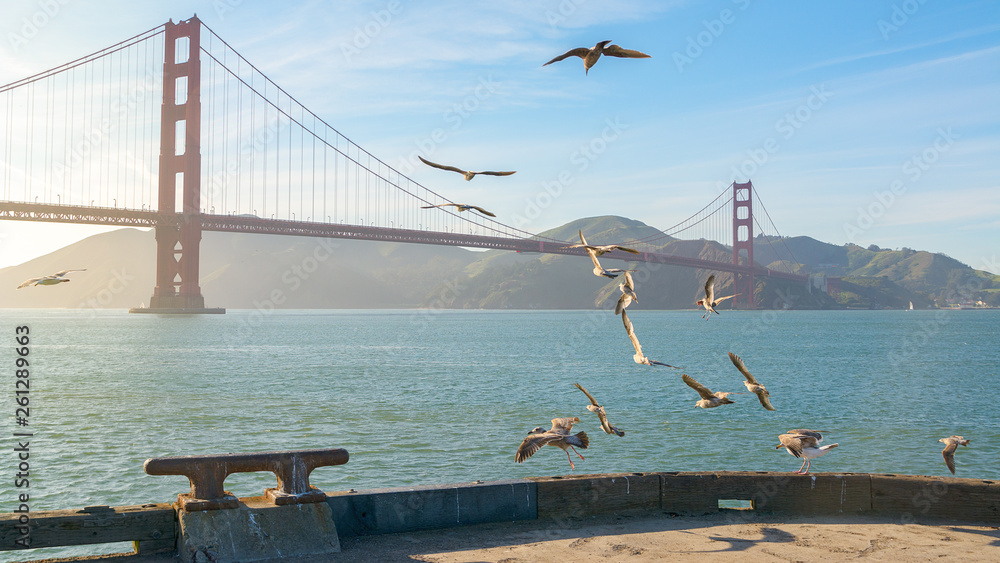 Flying seagulls with Golden Gate bridge in background, San Francisco, California, Usa