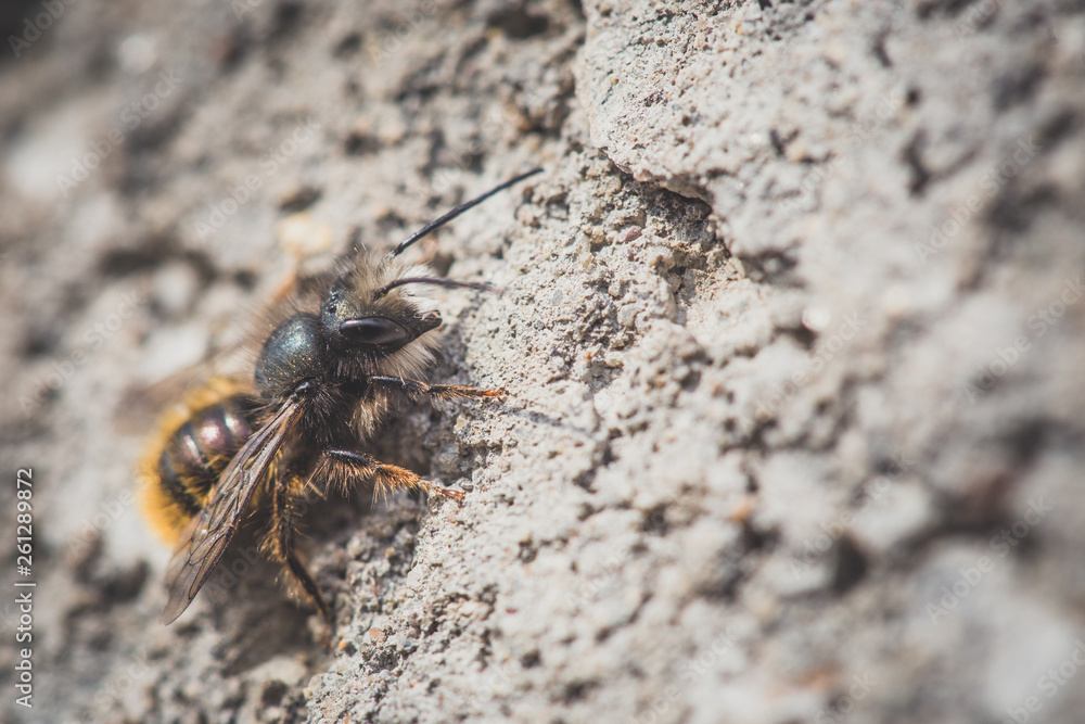 Close up macro of bee on gray concrete at sunny day Close up macro of bee on gray concrete at sunny day