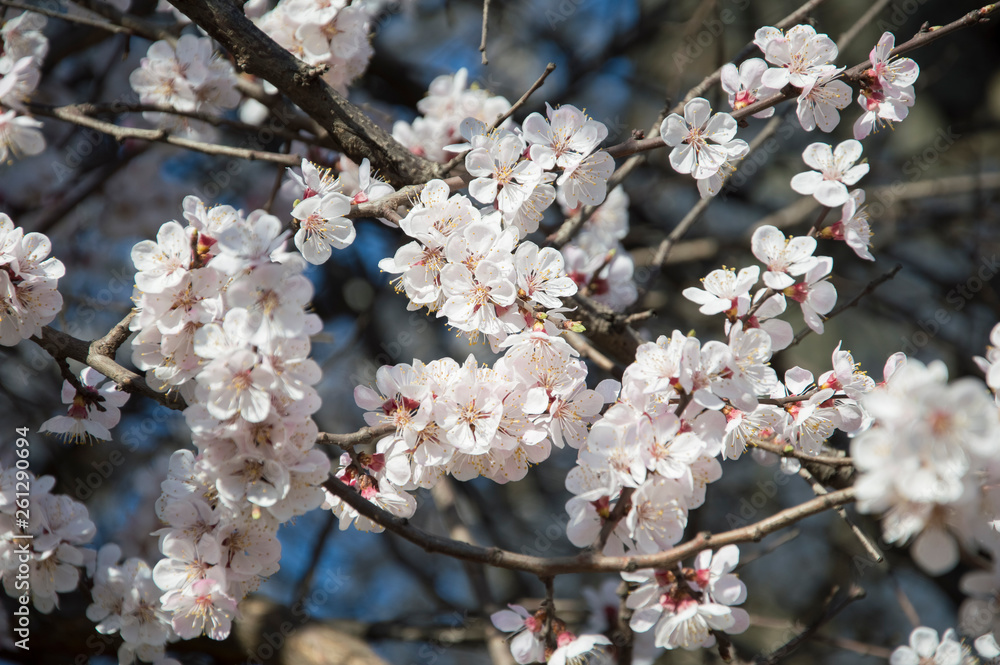 Beautiful spring flowers. In spring everything awakens from sleep. Outside. Without people. Amazing nature. Beautiful spring flowers. In spring everything awakens from sleep. Outside. Without people. Amazing nature.