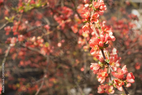 Red flowers of blooming Japanese quince at spring season.