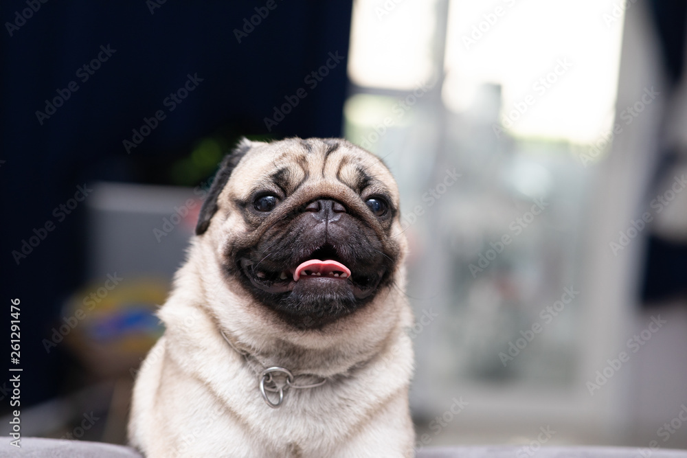 cute dog pug breed have a question and making funny face feeling so happiness and fun,Selective focus
