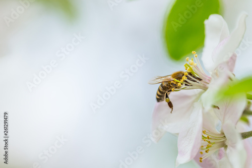 Bee collecting pollen on apple tree blossoming flower at spring. Apple tree bloom © Zoran