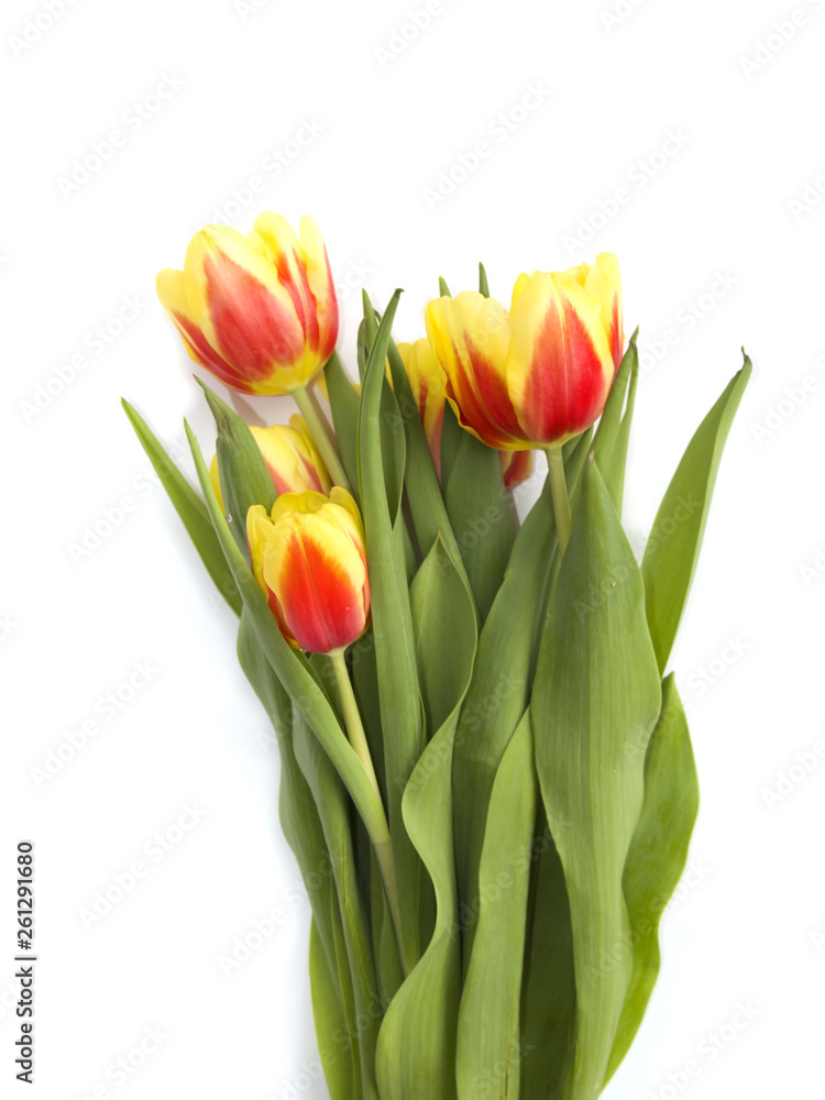 beautiful red and yellow tulips isolated on a white background beautiful red and yellow tulips isolated on a white background