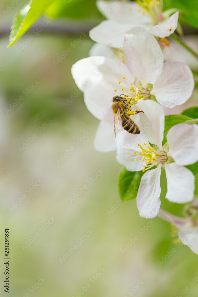 Fototapeta premium Bee collecting pollen on apple tree blossoming flower at spring. Apple tree bloom