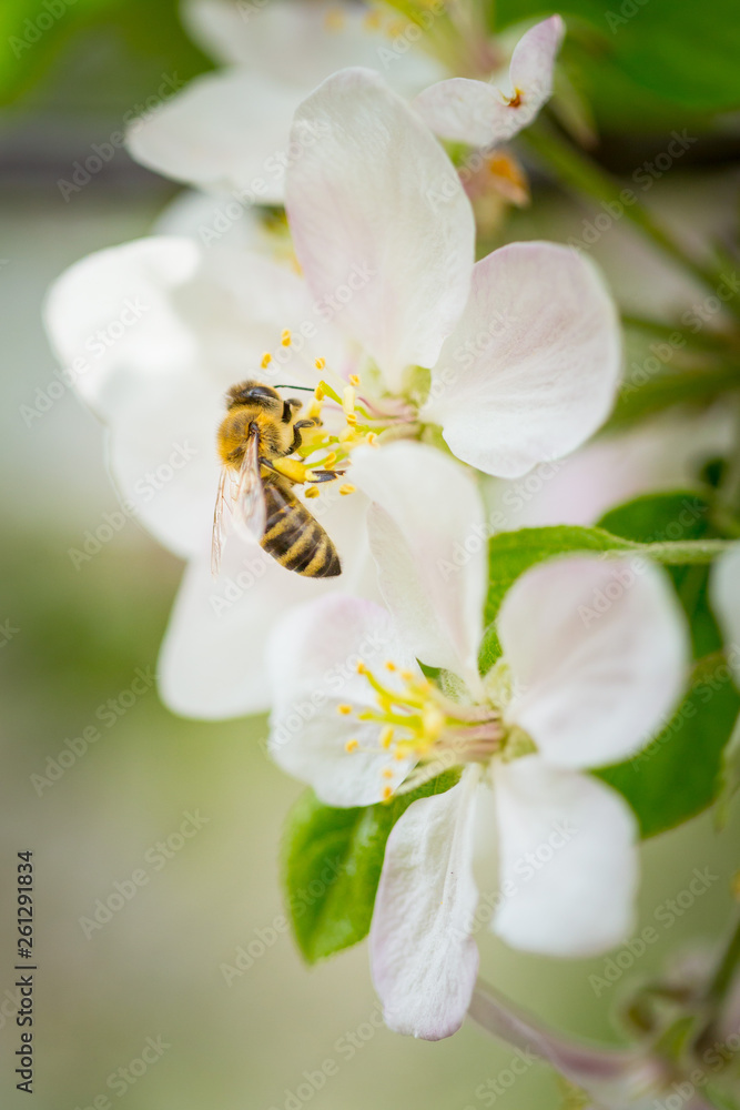 Bee collecting pollen on apple tree blossoming flower at spring. Apple tree bloom Bee collecting pollen on apple tree blossoming flower at spring. Apple tree bloom