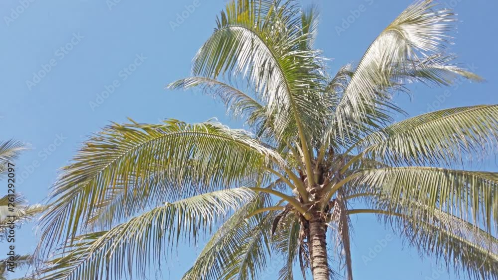 Coconut palm trees on a wind at tropical beach. 4K clip Coconut palm trees on a wind at tropical beach. 4K clip