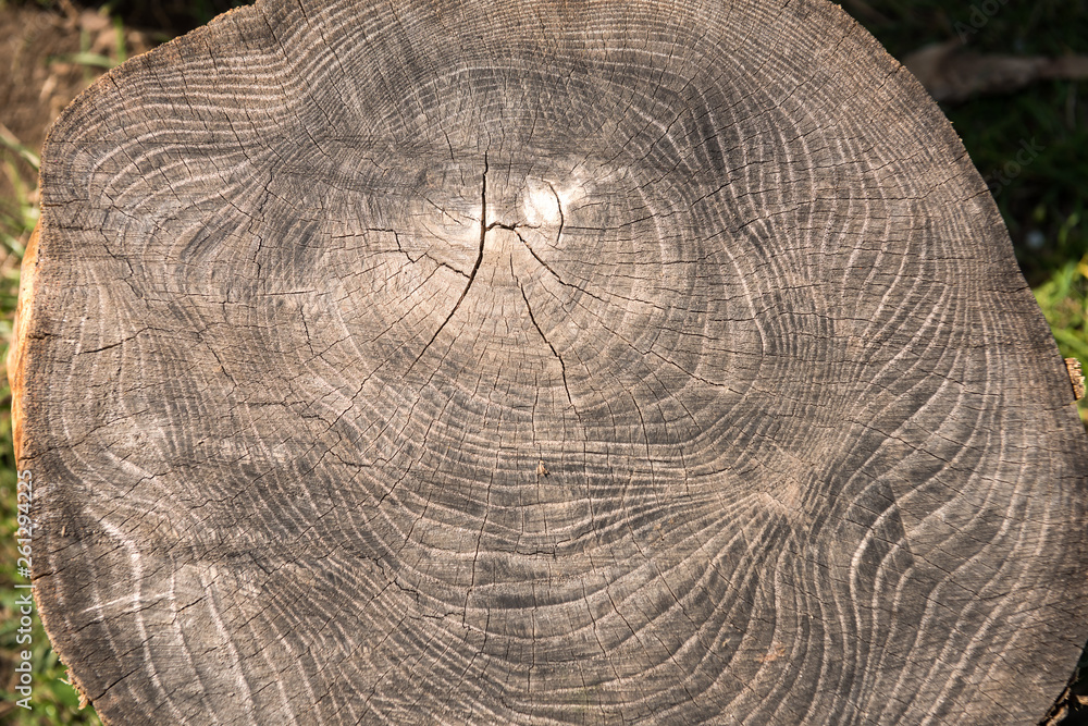 Fototapeta premium Old wooden texture background. Centenary brown wood texture