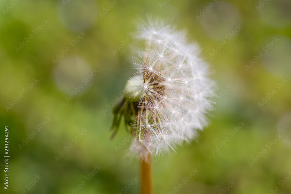 Fototapeta premium Close up of half dendelion seeds blown away. Taraxacum seeds isolated