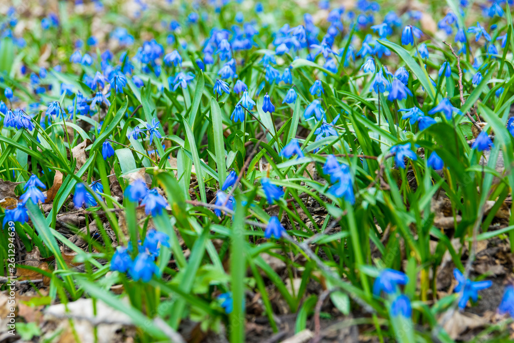blue scilla flowers on the green field in the spring, park in the bright sunshine, flower carpet blue scilla flowers on the green field in the spring, park in the bright sunshine, flower carpet