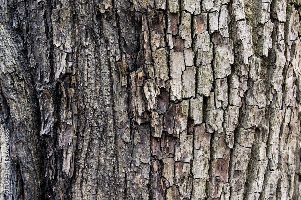 Fototapeta premium bark of an old deciduous tree