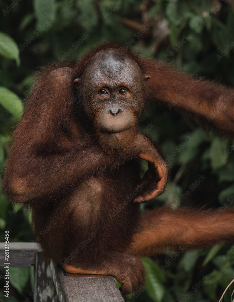 Naklejka premium Orangutans in the wild nature. Borneo, Indonesia.