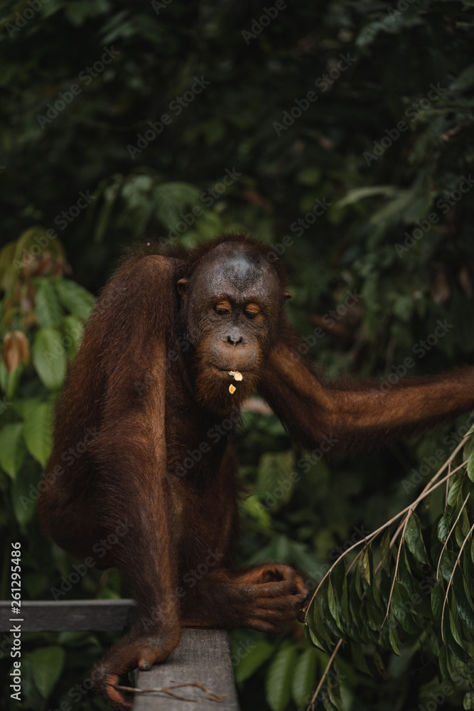 Naklejka premium Orangutans in the wild nature. Borneo, Indonesia.