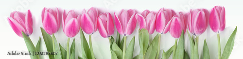 Pink tulip flowers border isolated on white background. Flat lay. Top view.