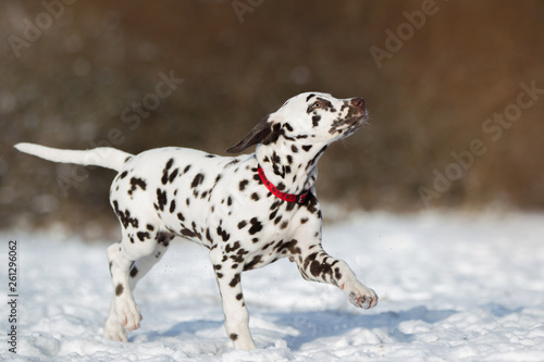 Hund Dalmatiner im Schnee