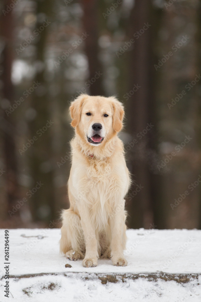 Hund Hunderasse niedlicher reinrassiger Golden Retriever Rüde im Winter sitzt im Schnee in einem Wald