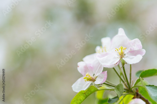 Apple tree blossom flowers on branch at spring. Beautiful blooming flowers isolated with blurred background. © Zoran