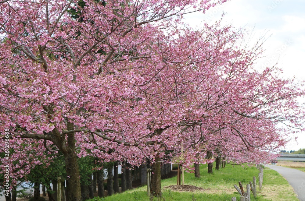 桜 風景 道 思川 とちぎ 桜 風景 道 思川 とちぎ