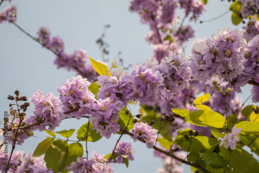 Selective focus Lagerstroemia Speciosa flower are blooming in a garden.Beautiful sweet purple flower. Selective focus Lagerstroemia Speciosa flower are blooming in a garden.Beautiful sweet purple flower.