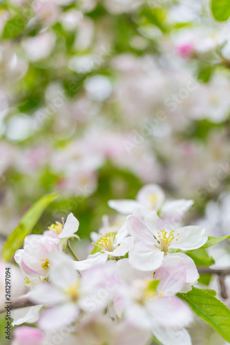 Apple tree blossom flowers on branch at spring. Beautiful blooming flowers isolated with blurred background.