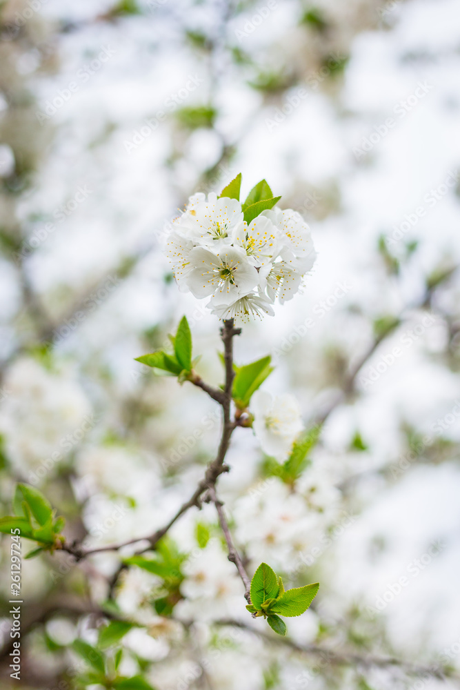 Apple tree blossom flowers on branch at spring. Beautiful blooming flowers isolated with blurred background. Apple tree blossom flowers on branch at spring. Beautiful blooming flowers isolated with blurred background.